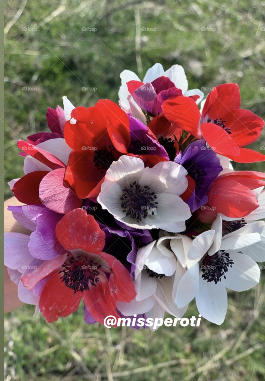 Spring/ Kurdistan/ wild flowers 