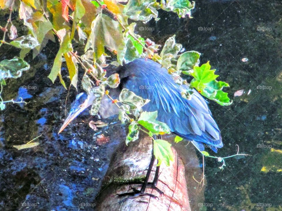 Nature, Bird, Wildlife, Water, Color