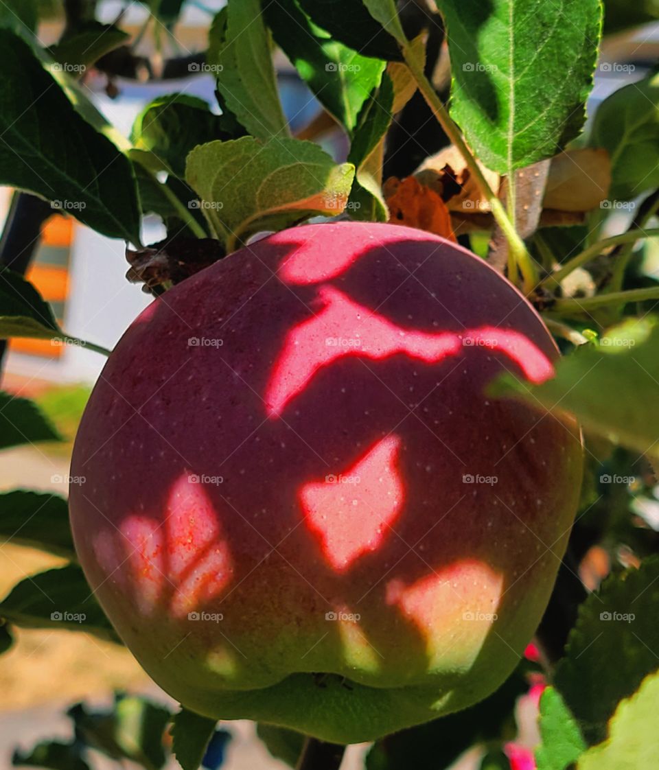 these apple haven't fallen at all from the apple tree