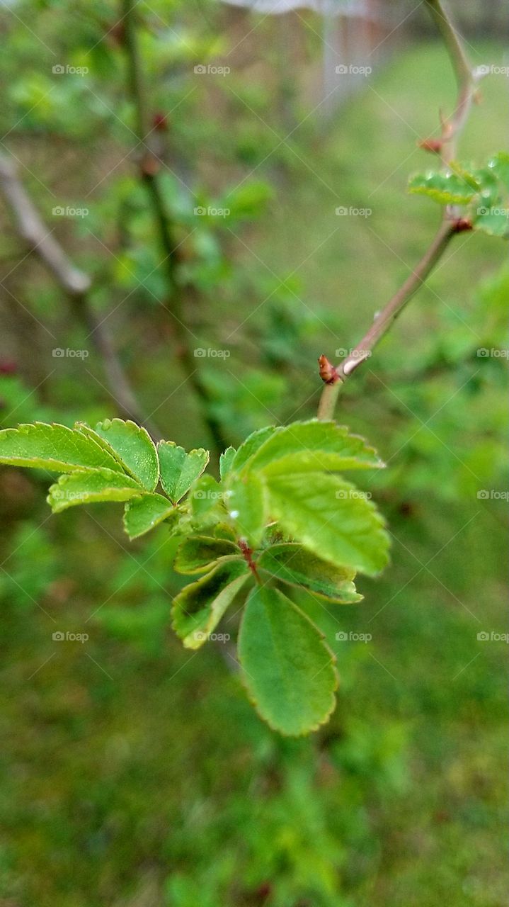 new leaves, up close.