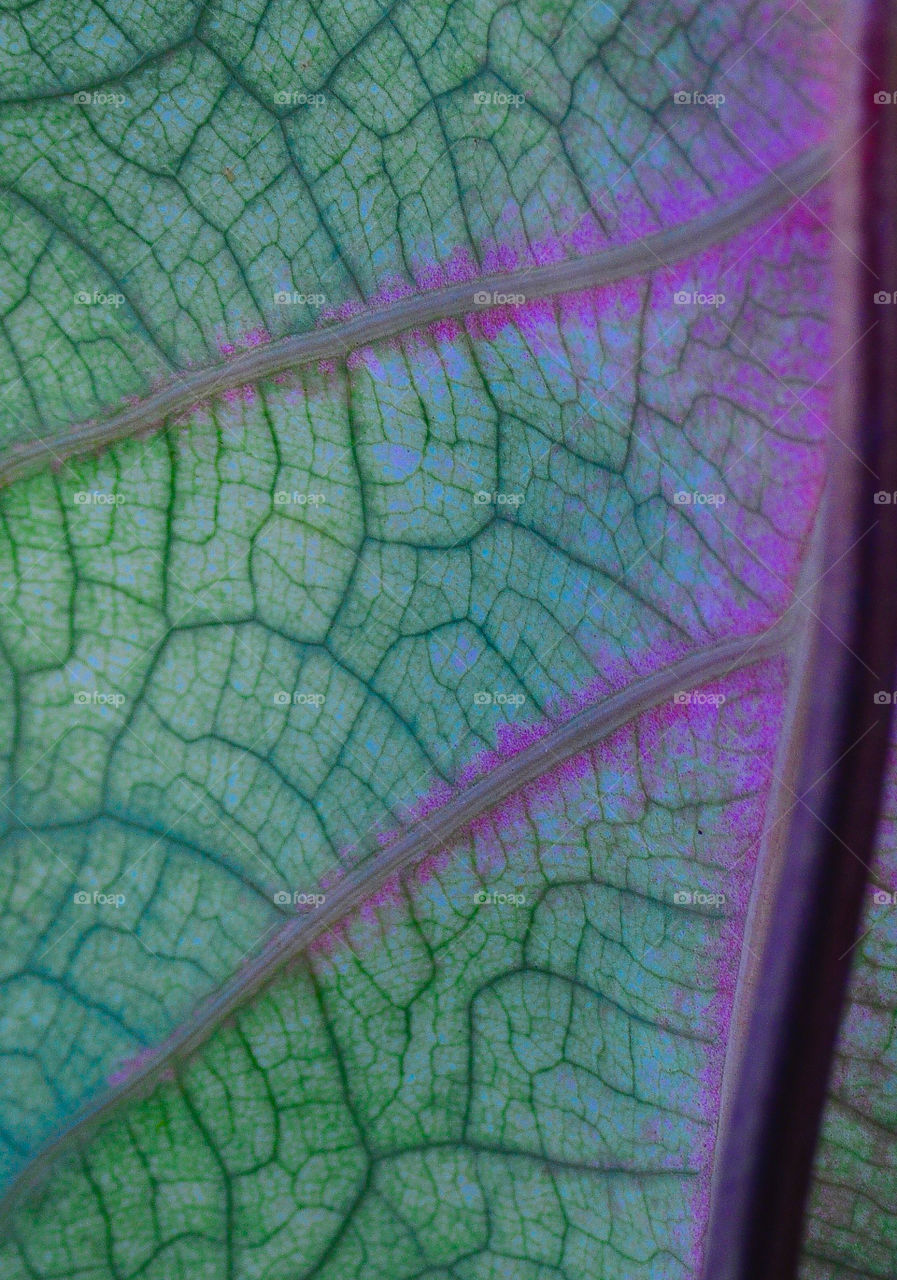 Leaf closeup, Slidell, La.