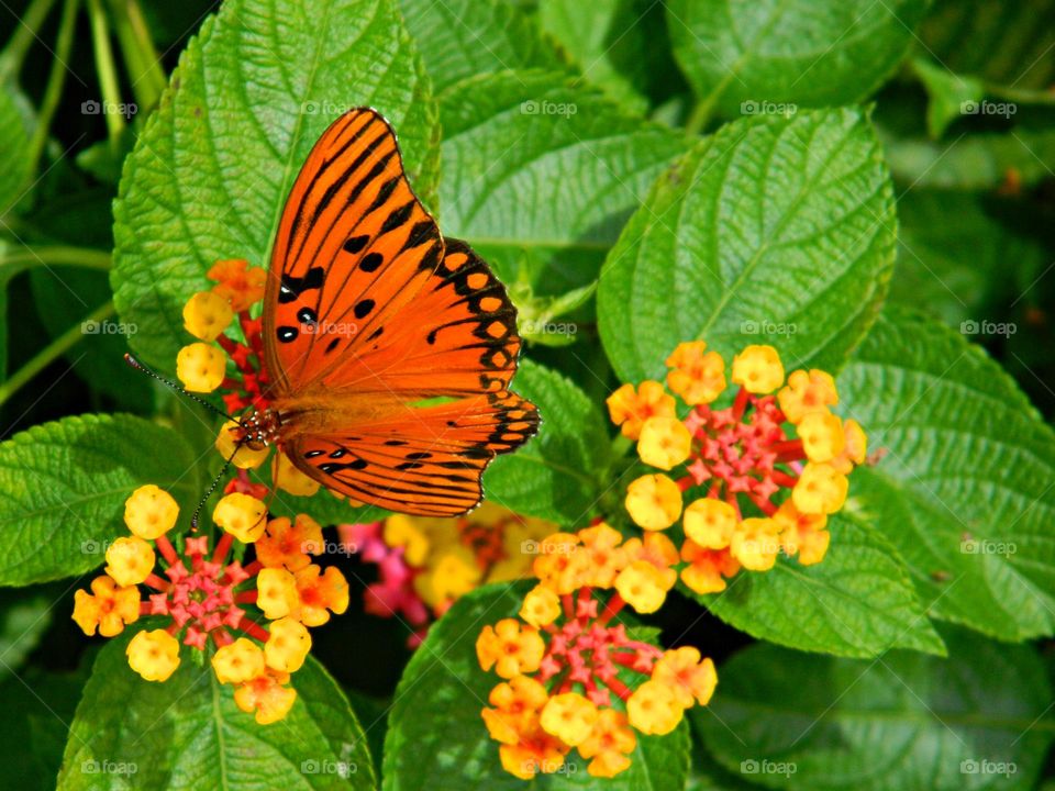 A orange Fritillary butterfly on an orange and yellow Lantana. A visiting Orange Fritillary butterfly visits a orange and yellow Lantana for nectar