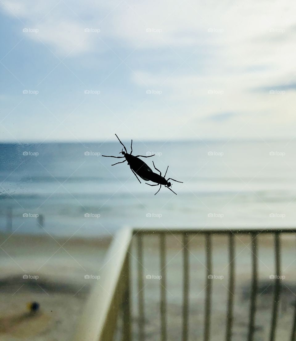 Love bugs at the beach