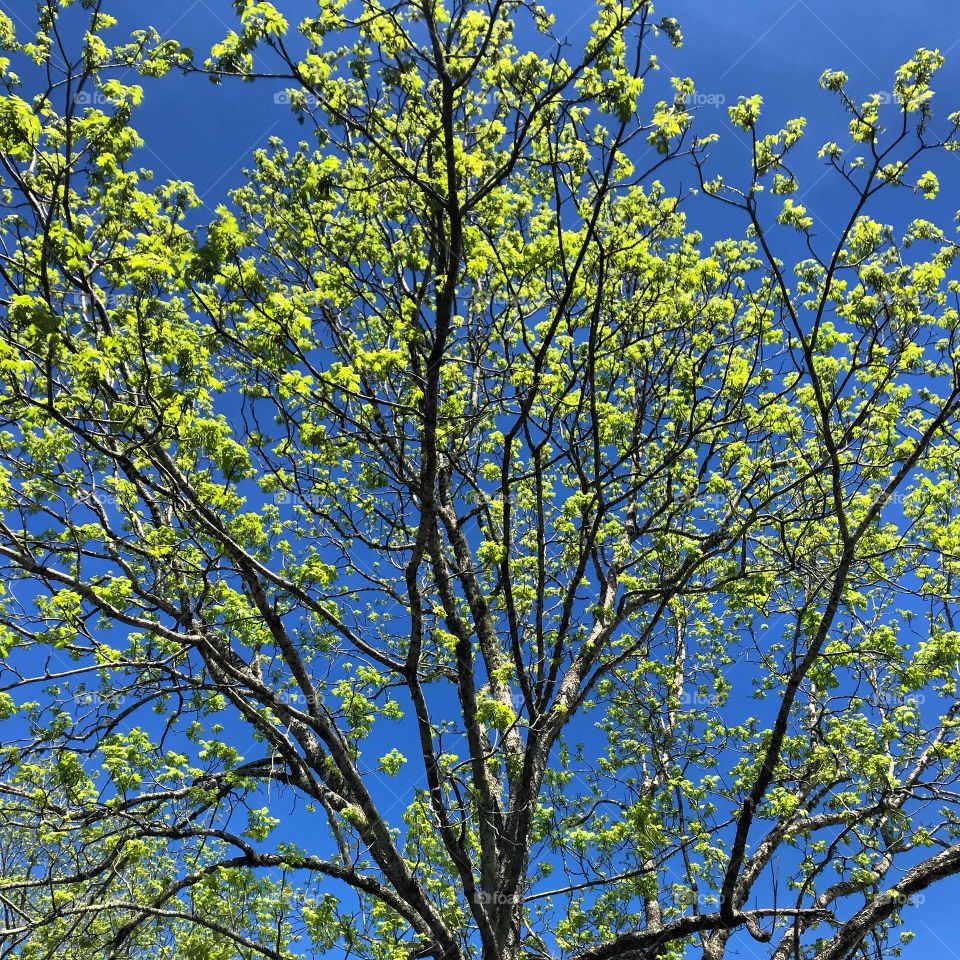 Radiant pecan tree