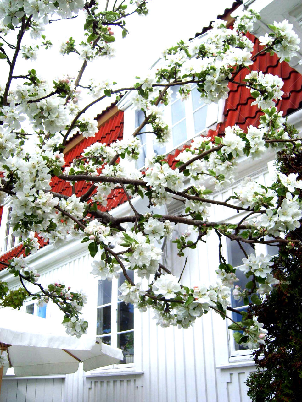 Low angle view of flowers