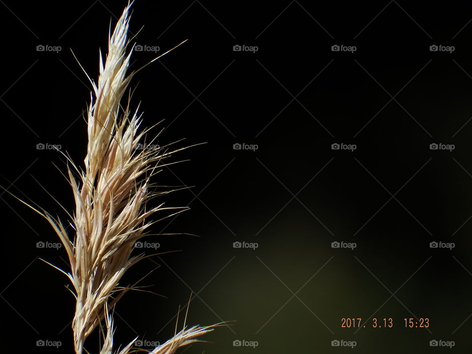 Grains against blurred dark background.