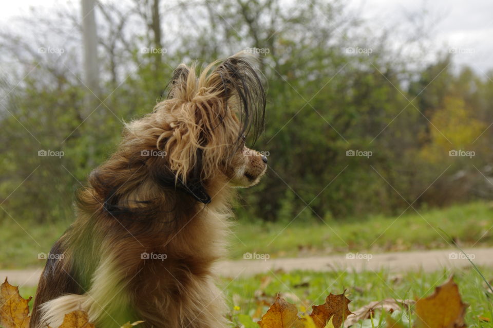 little brown sobaka.dlinnosherstny Toy Terrier