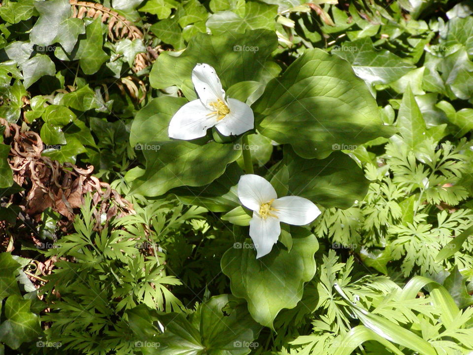 Trillium