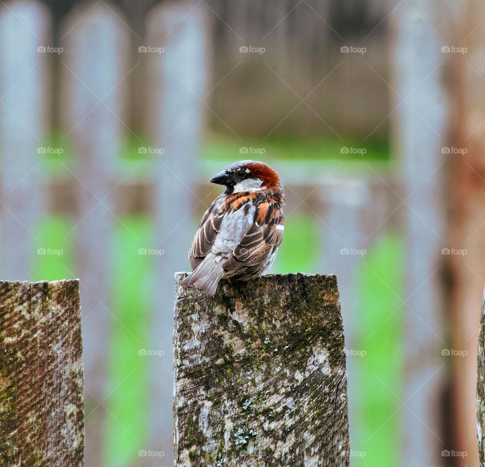 A sparrow resting on a wooden fence.