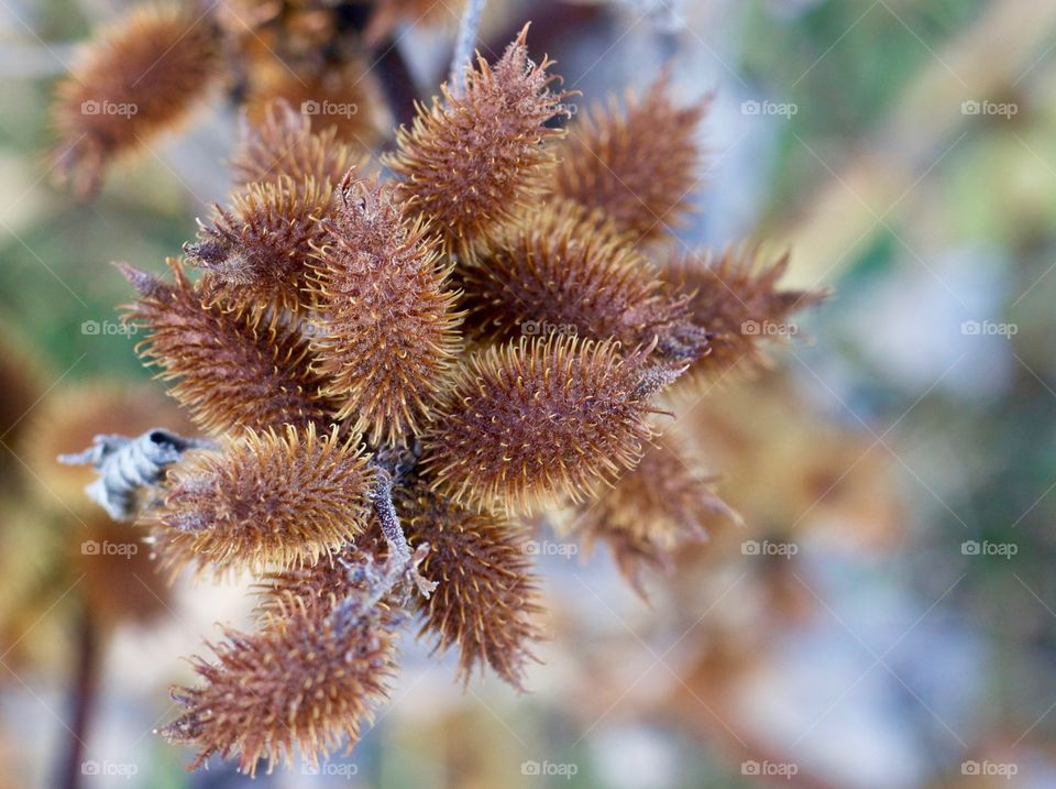 Cockleburs, displaying the colors of autumn 