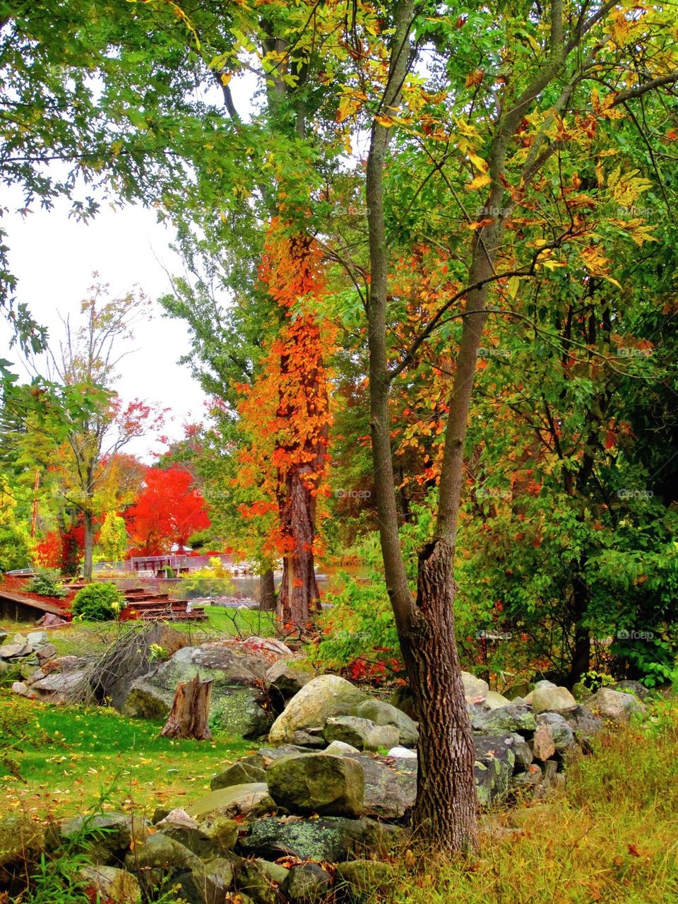 Fall foliage Messinger pond Canton Massachusetts