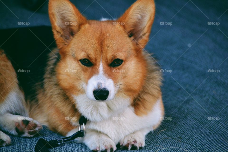 Cute dog relaxing outdoors 