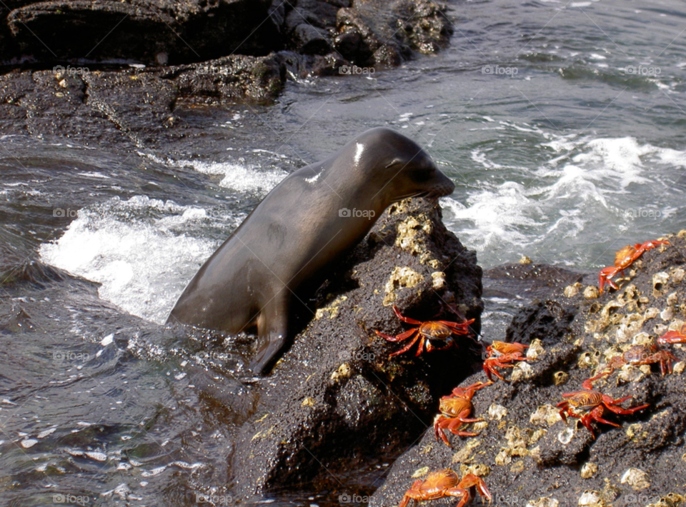 galapagos playing sea lava by Kamisaraki
