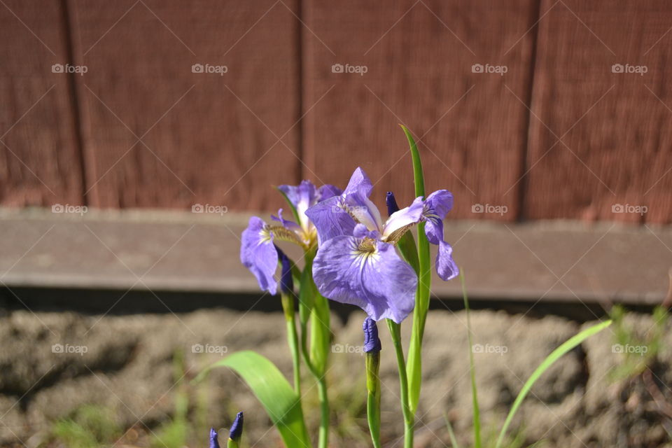 Spring Iris