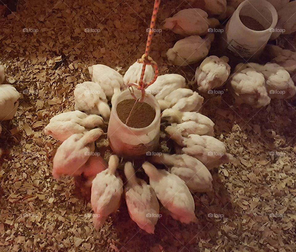 month old meat chickens