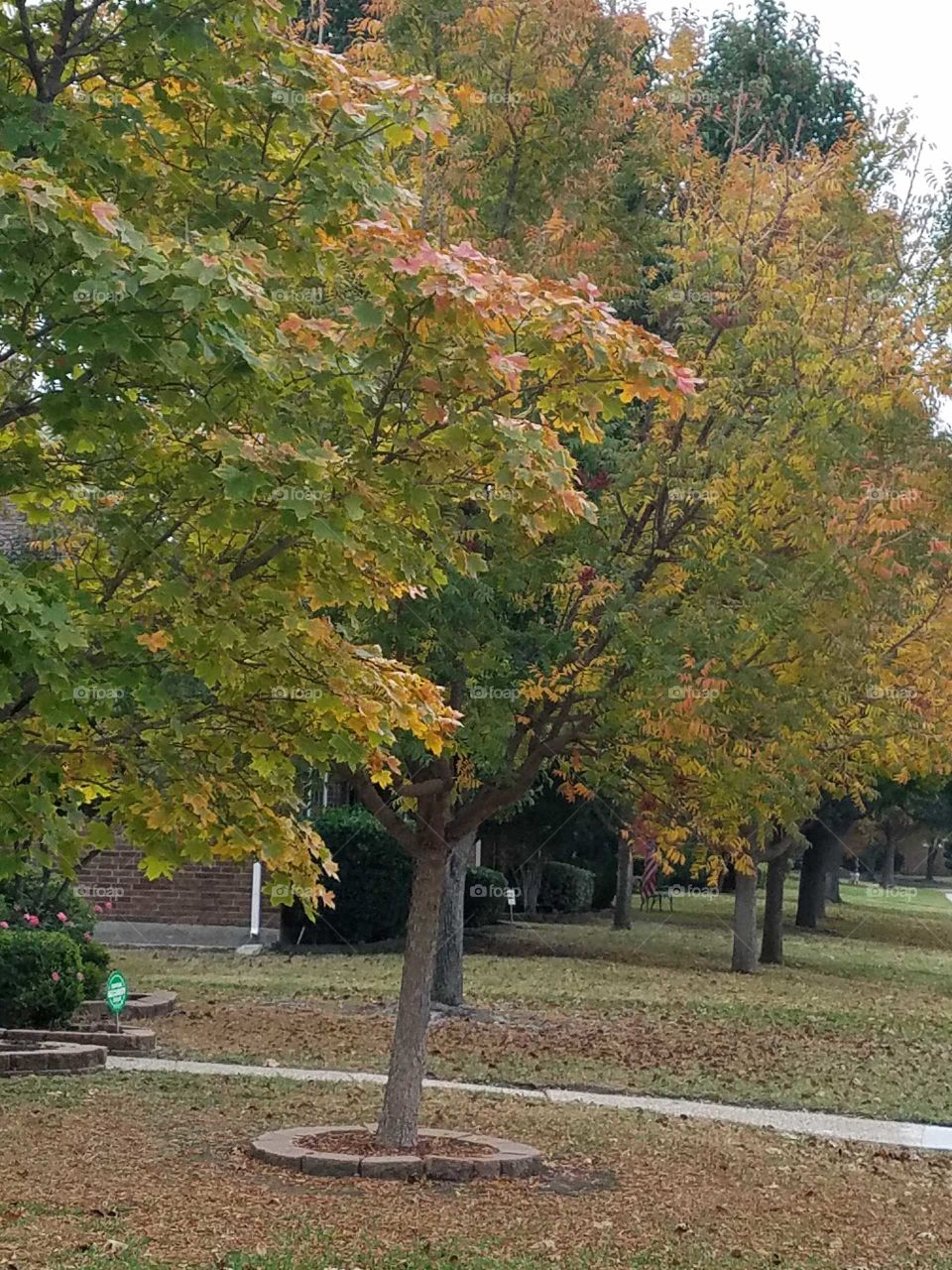 Fall colors in trees