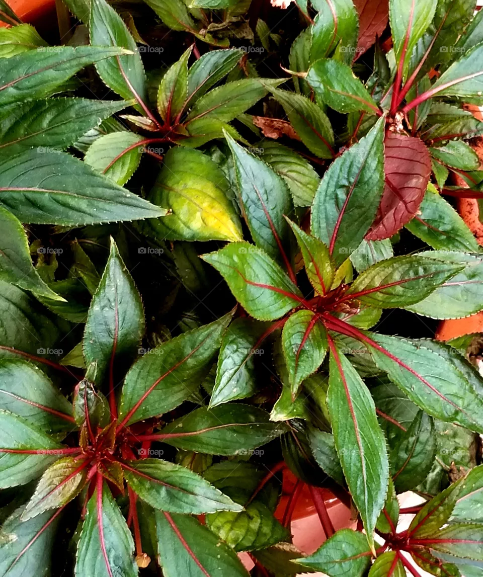 Autumn foliage
