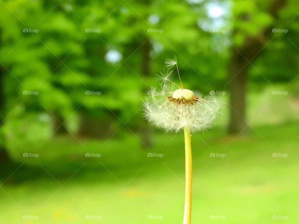 Dandilion seeds 