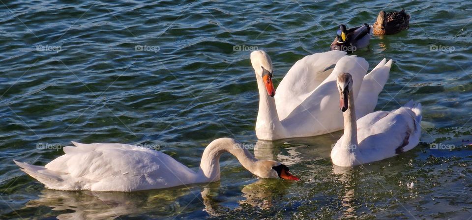 Swan family and wild ducks swimming in a cold lake near thin ice layer that coveres the lake on a sunny day