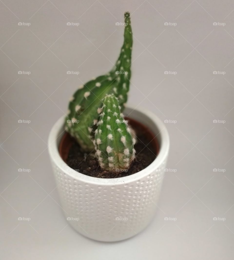 green cactus 🌵 (5)