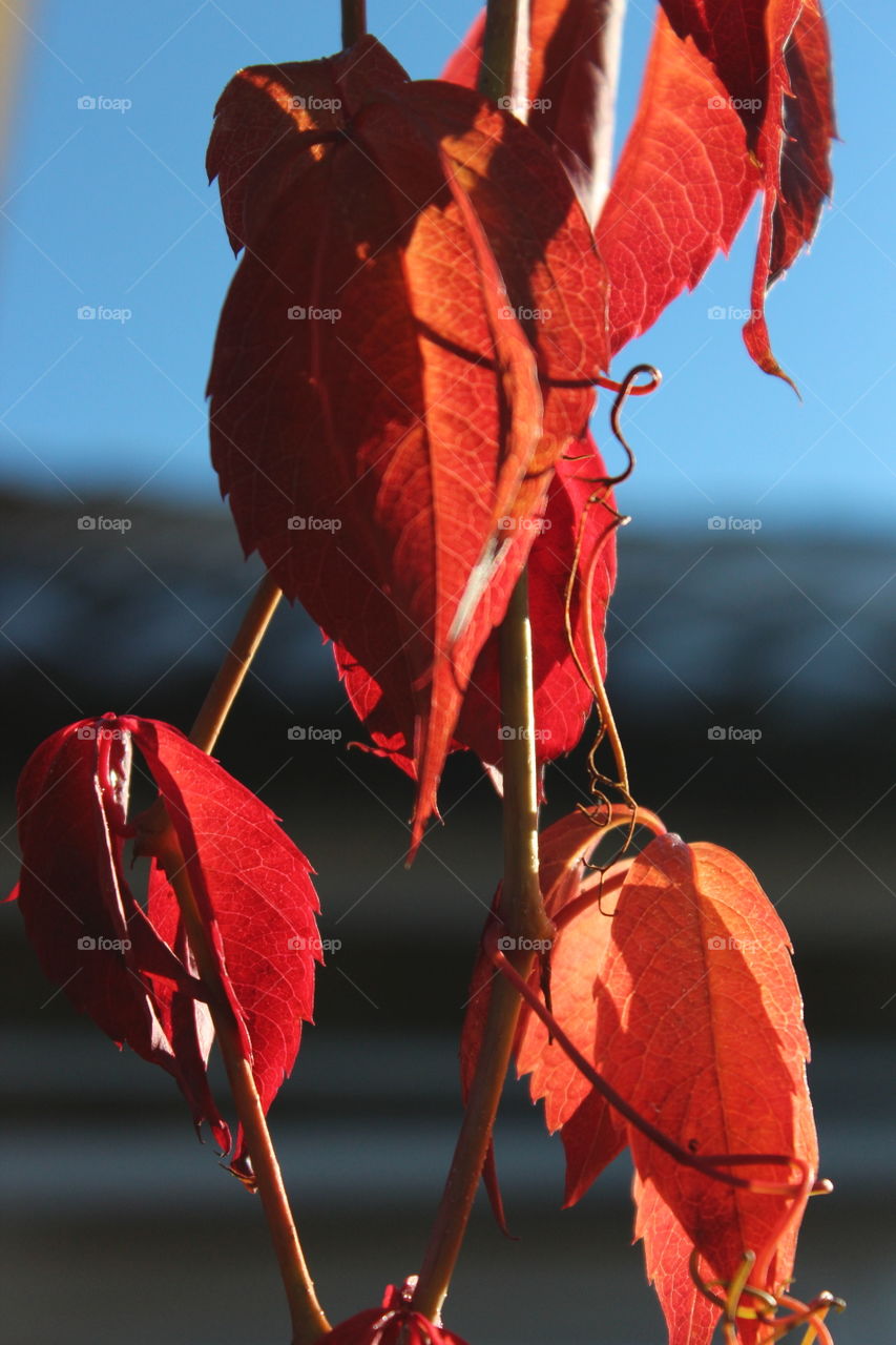 Glowing autumn leaves