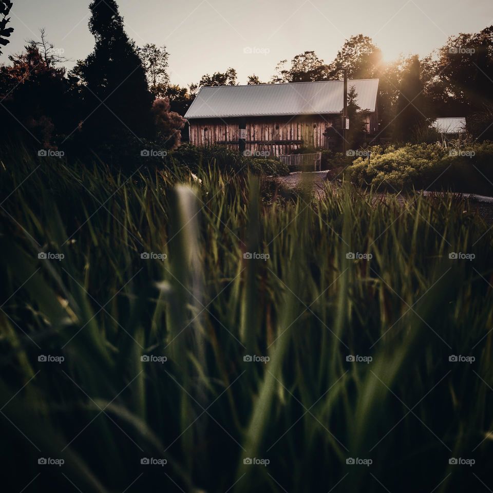 farm grass and sunrise, farmland
