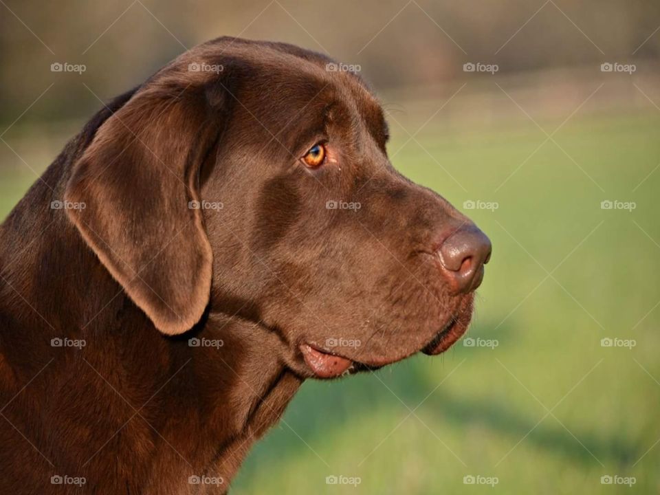 Chocolate Lab