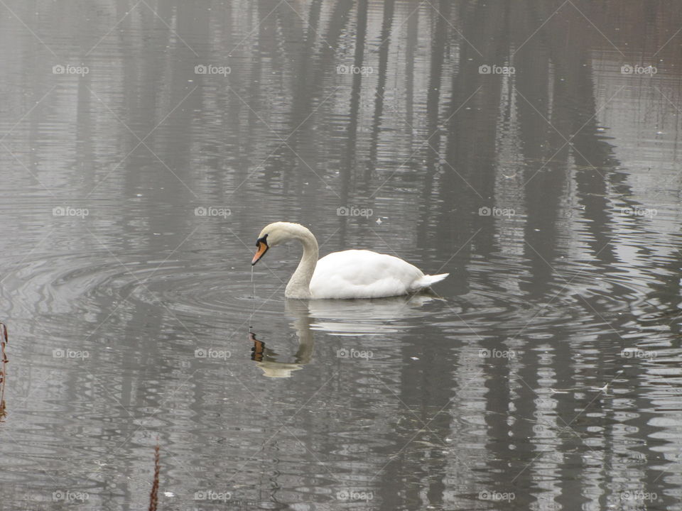 Swan and reflection on Woodland Lake