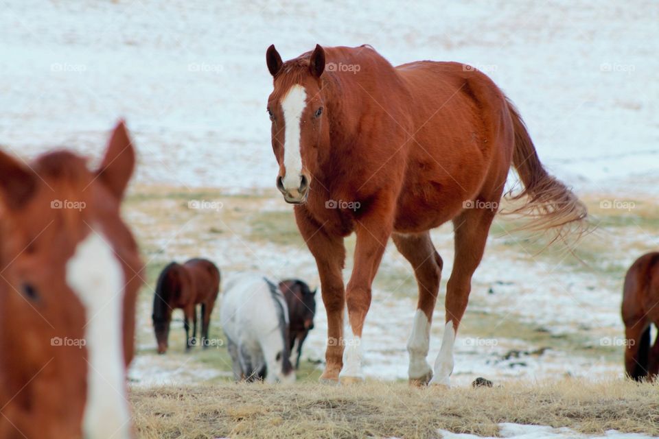 Horses on field in winter