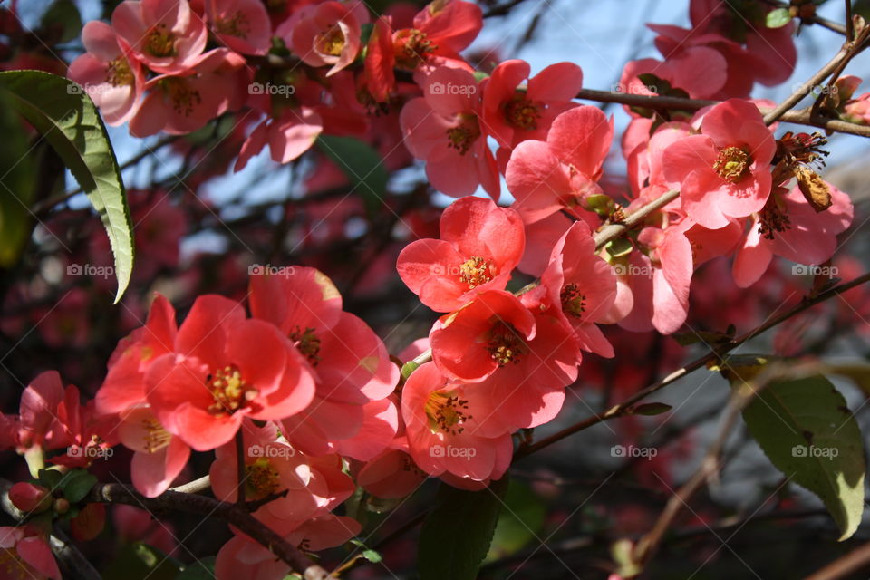 Red blooms