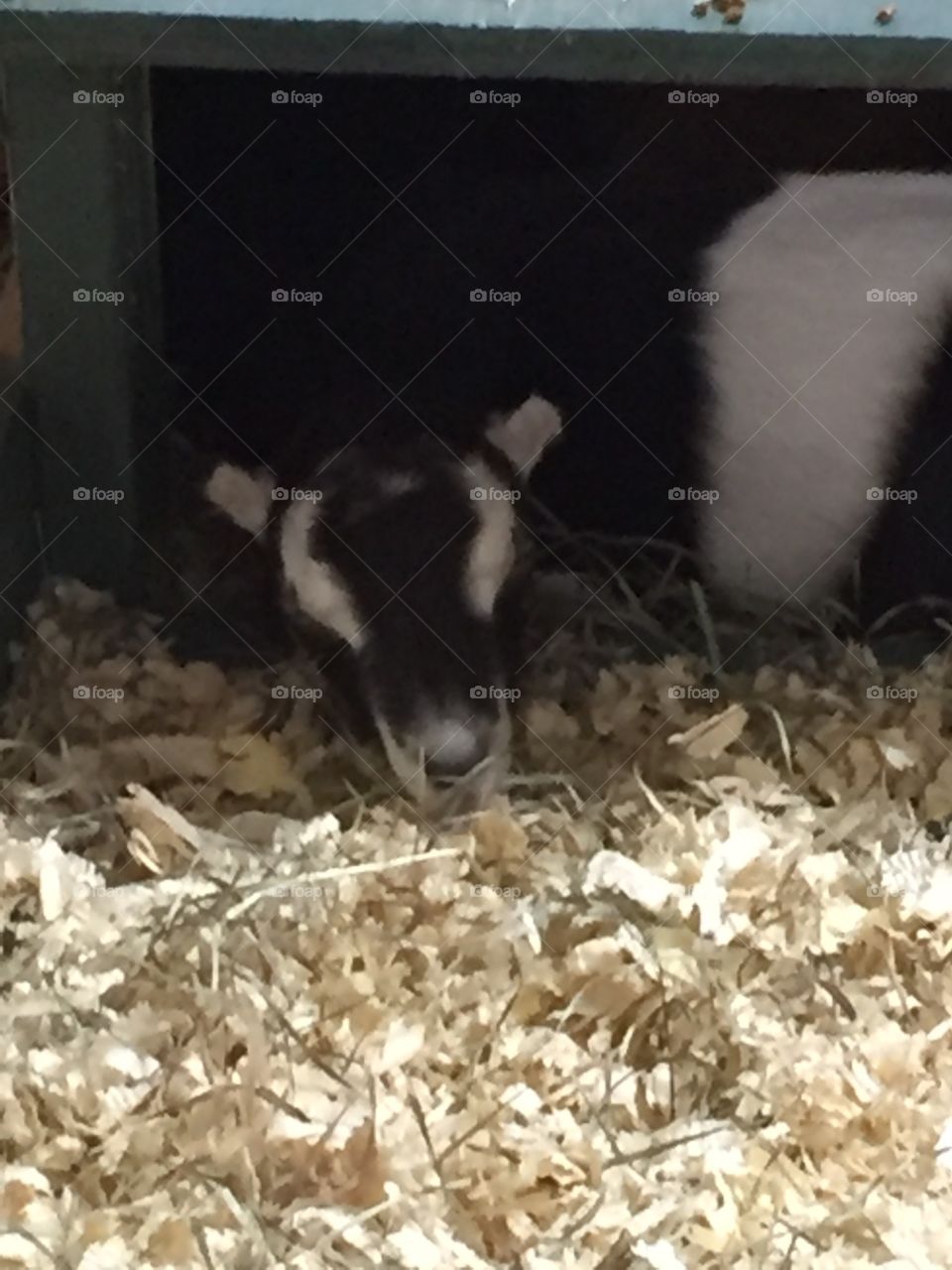 A sleeping baby goat.