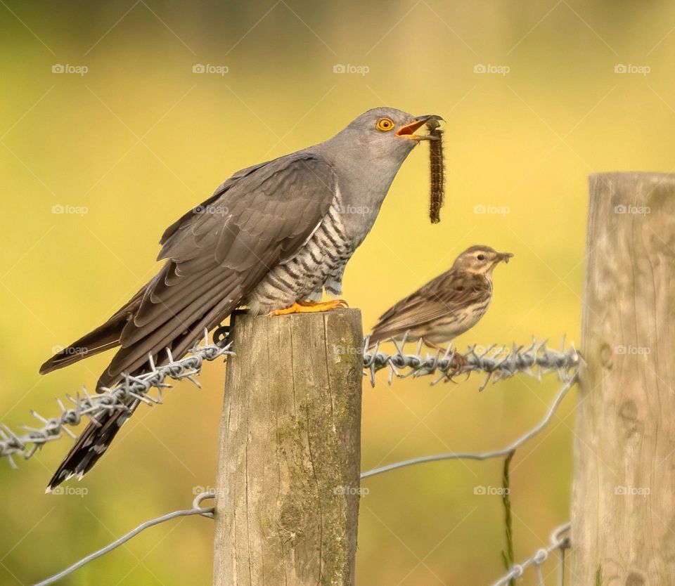 Feeding with pilot education
