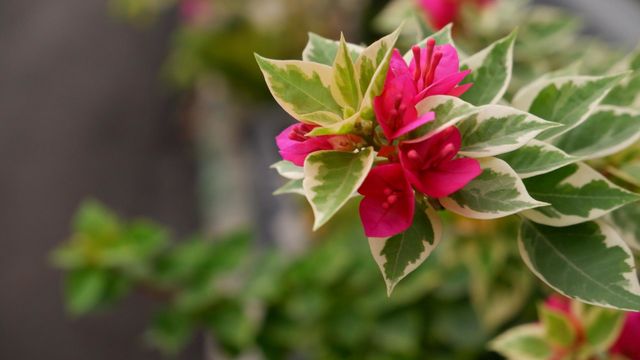 Paper flowers or bougainvillea are popular ornamental plants. The shape is a small tree that is difficult to grow upright. Its beauty comes from its brightly colored flower sheaths and attract attention because they grow thickly