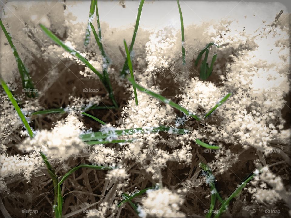 Highlighted grass with snowflakes on it. 