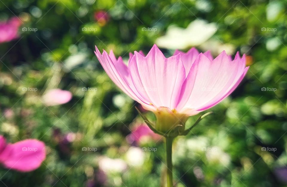 flowers under sunshine