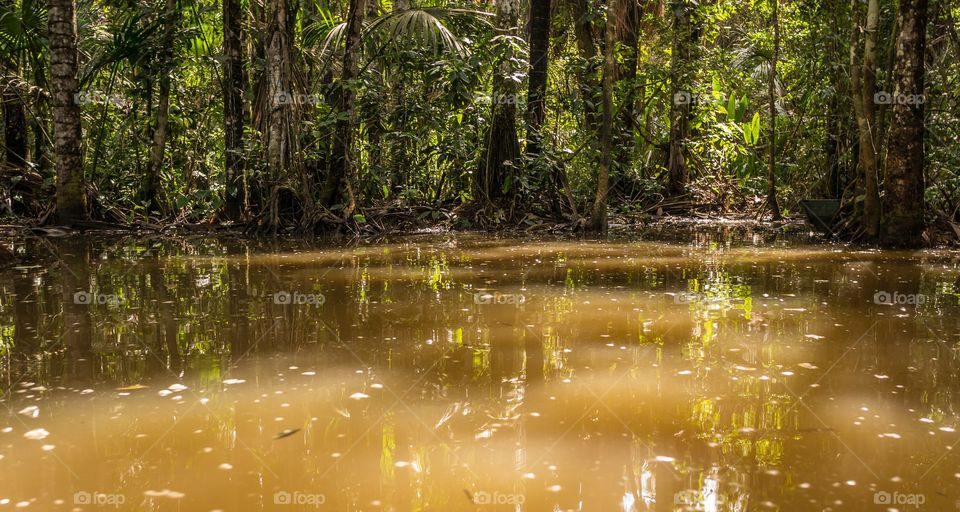 Tropical, Water, Wood, Nature, Tree