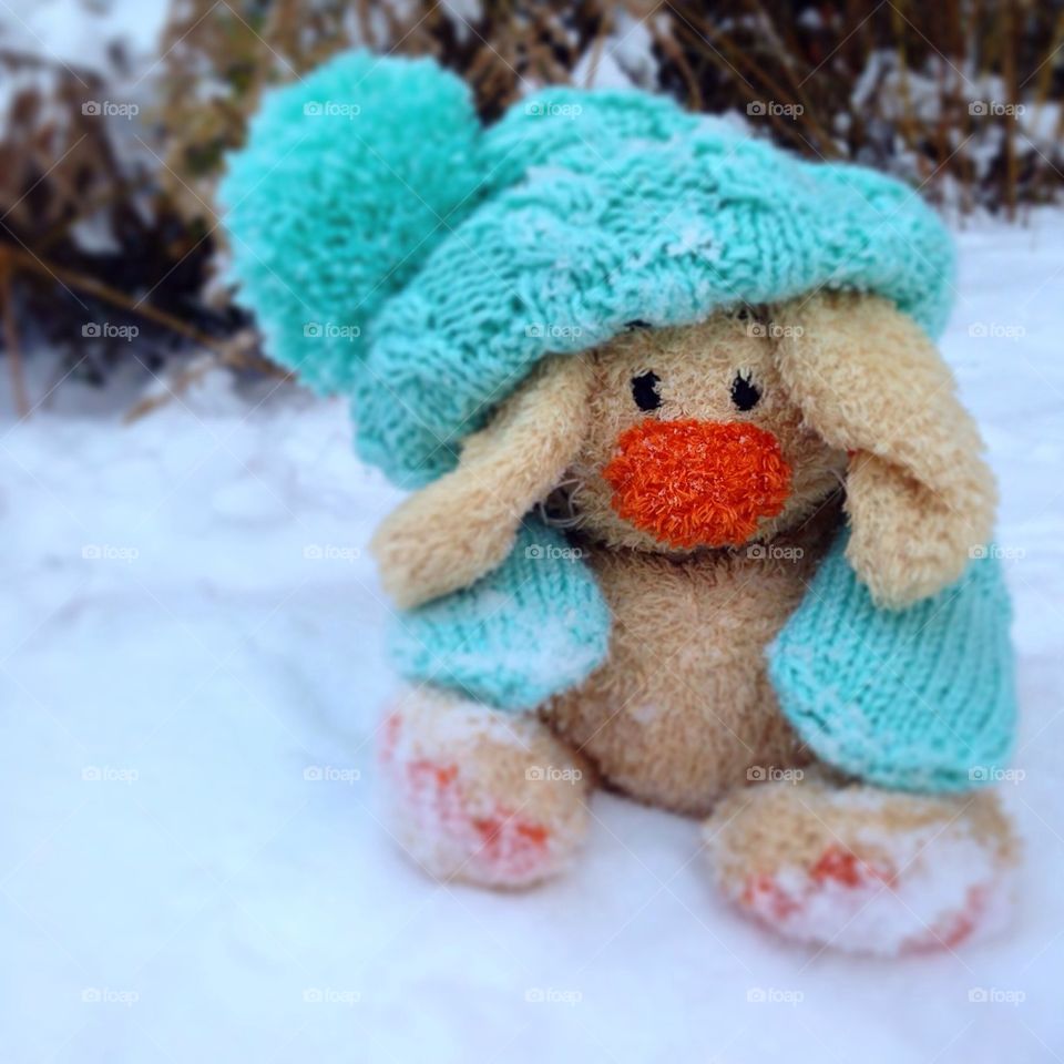 Close-up of rabbit on snow