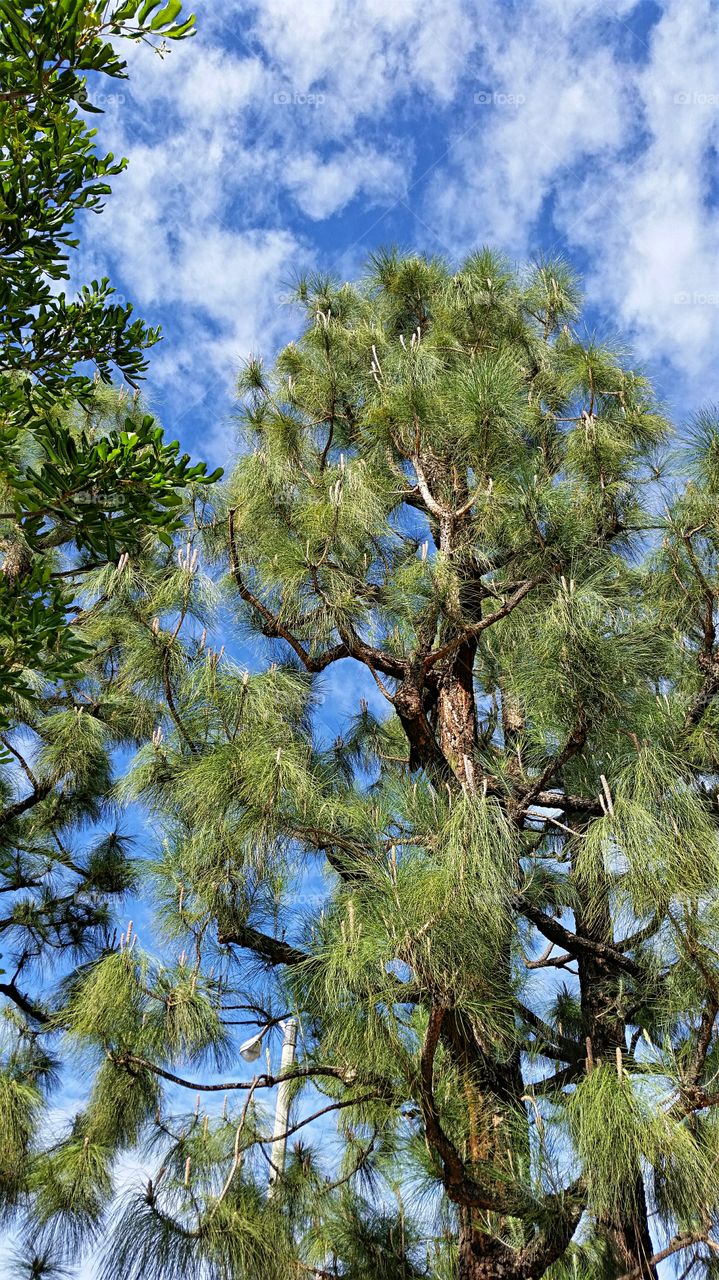 Pine Tree/Blue Sky