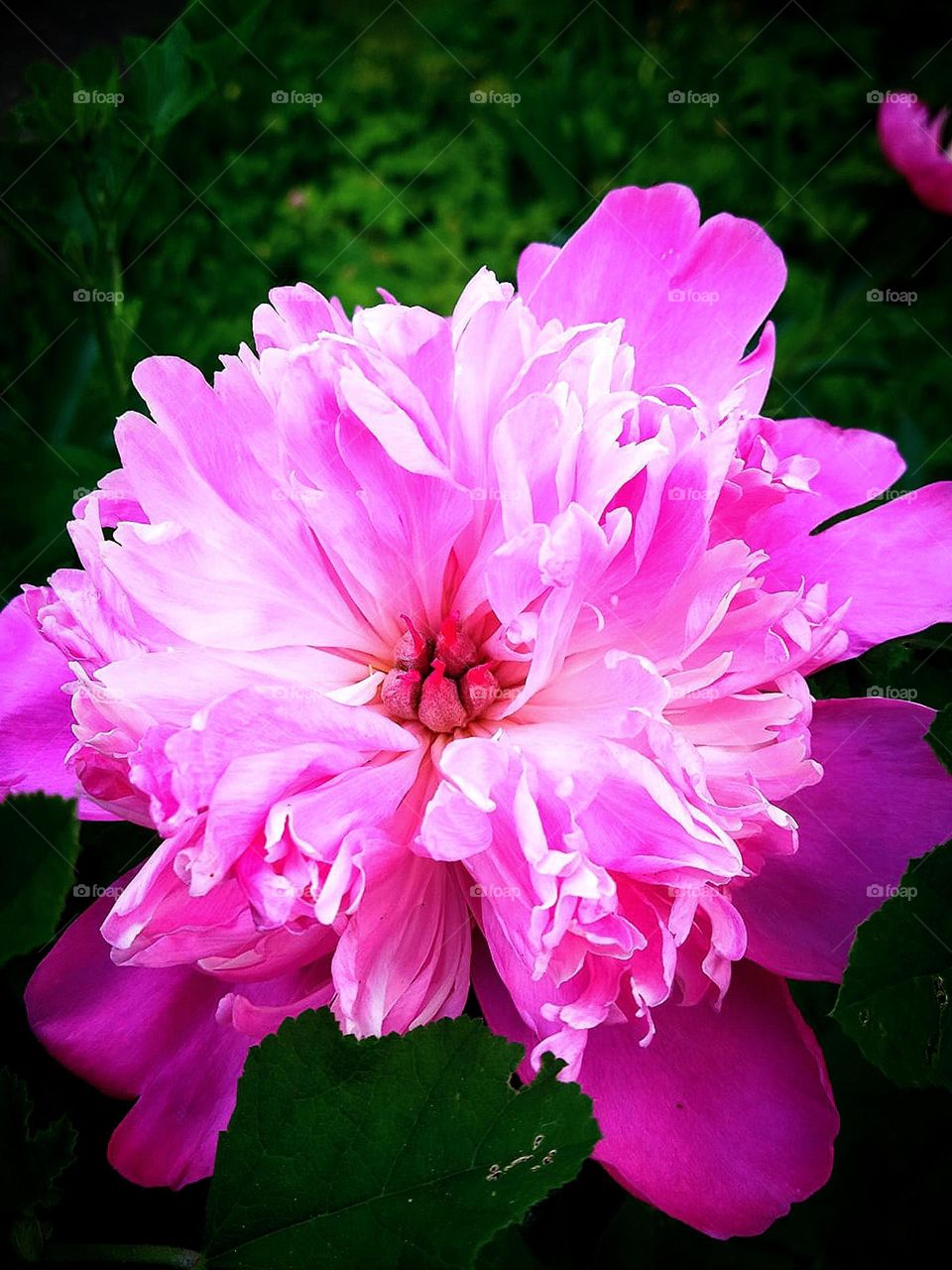 Blossoming pink peony flower under the rays of the sun.