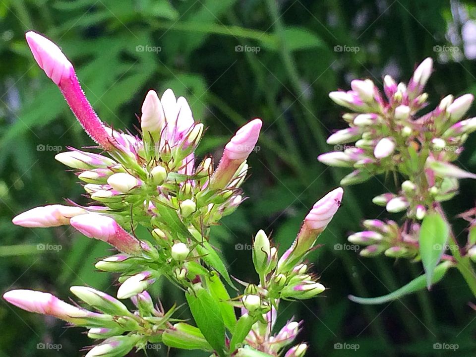 Pink flower buds
