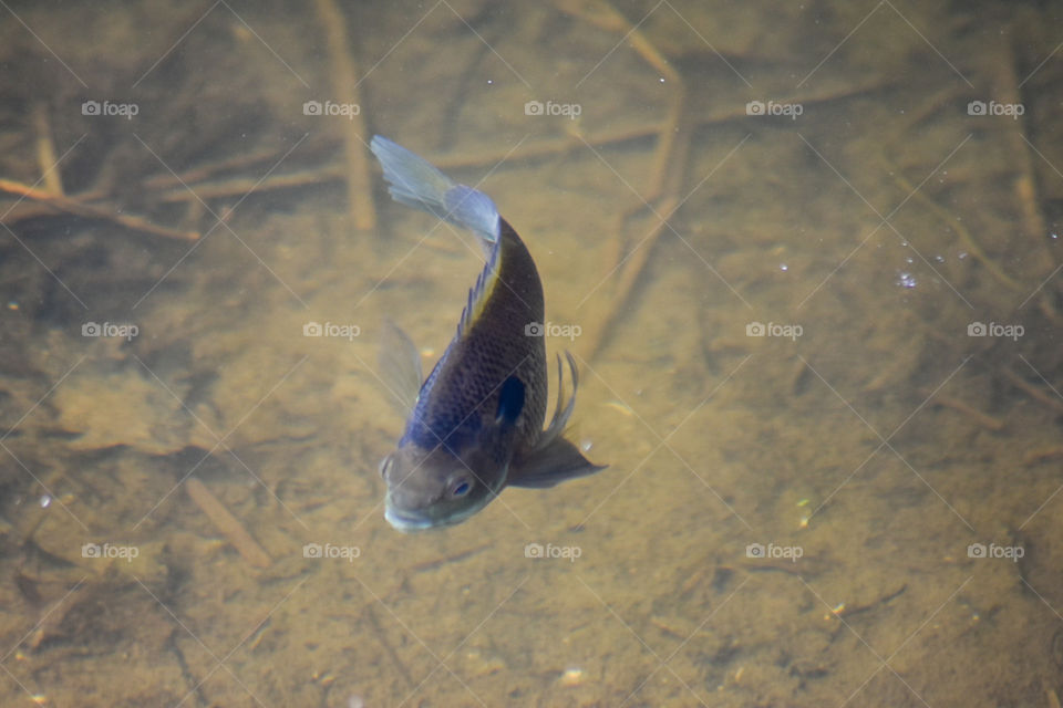 A fish swimming in a pond 