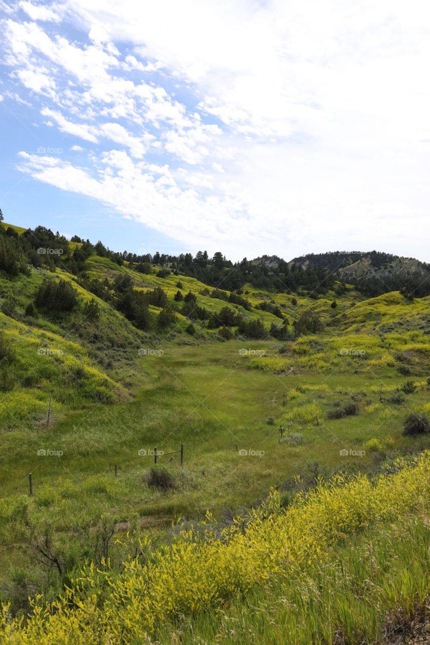 Beautiful Eastern Montana countryside is covered with sweet clover, causing it to light up in yellow. 