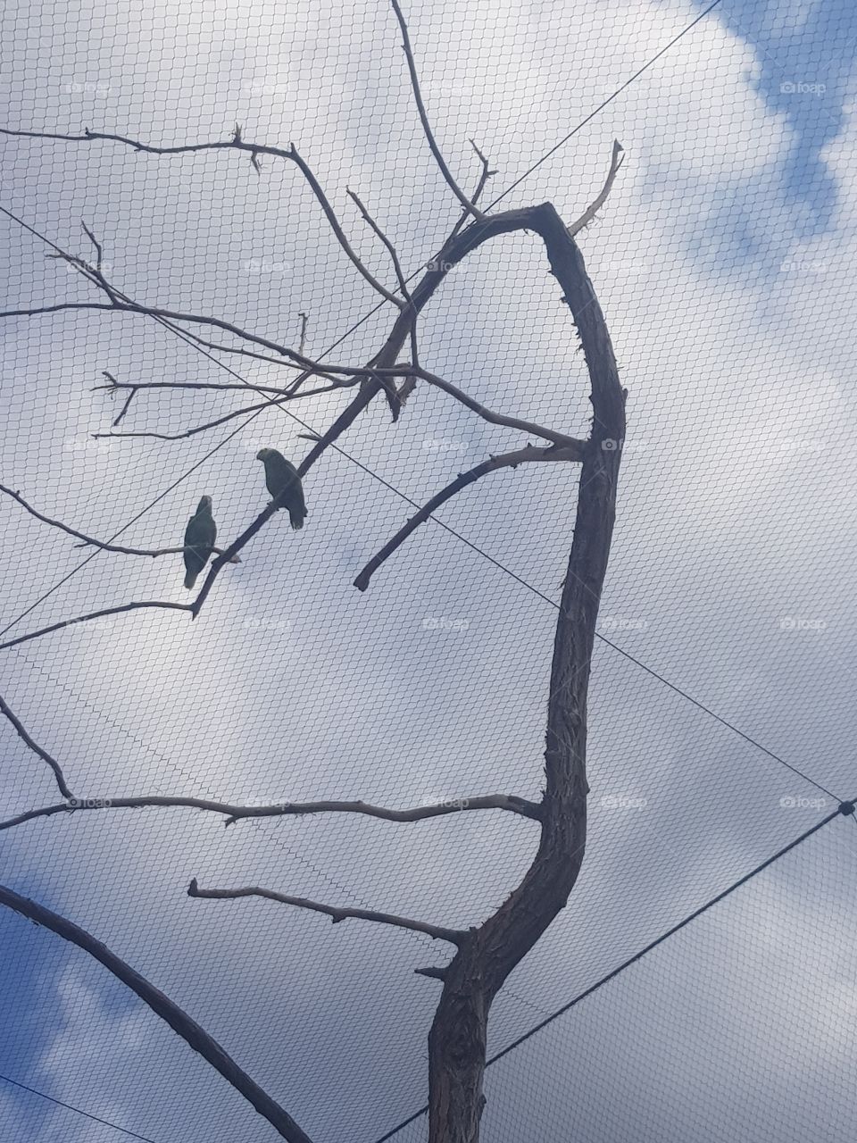 parrots on the three