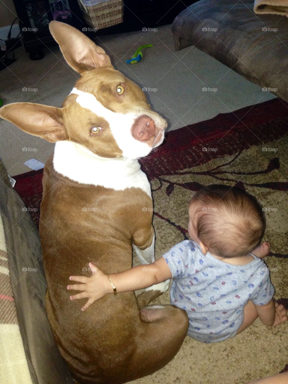 Pit bull and baby