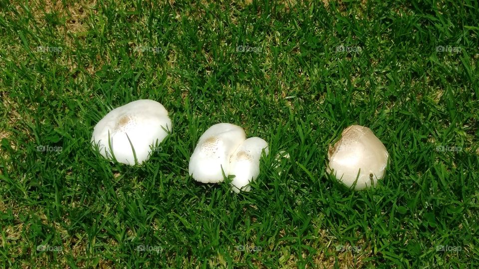 the 3 big mushrooms