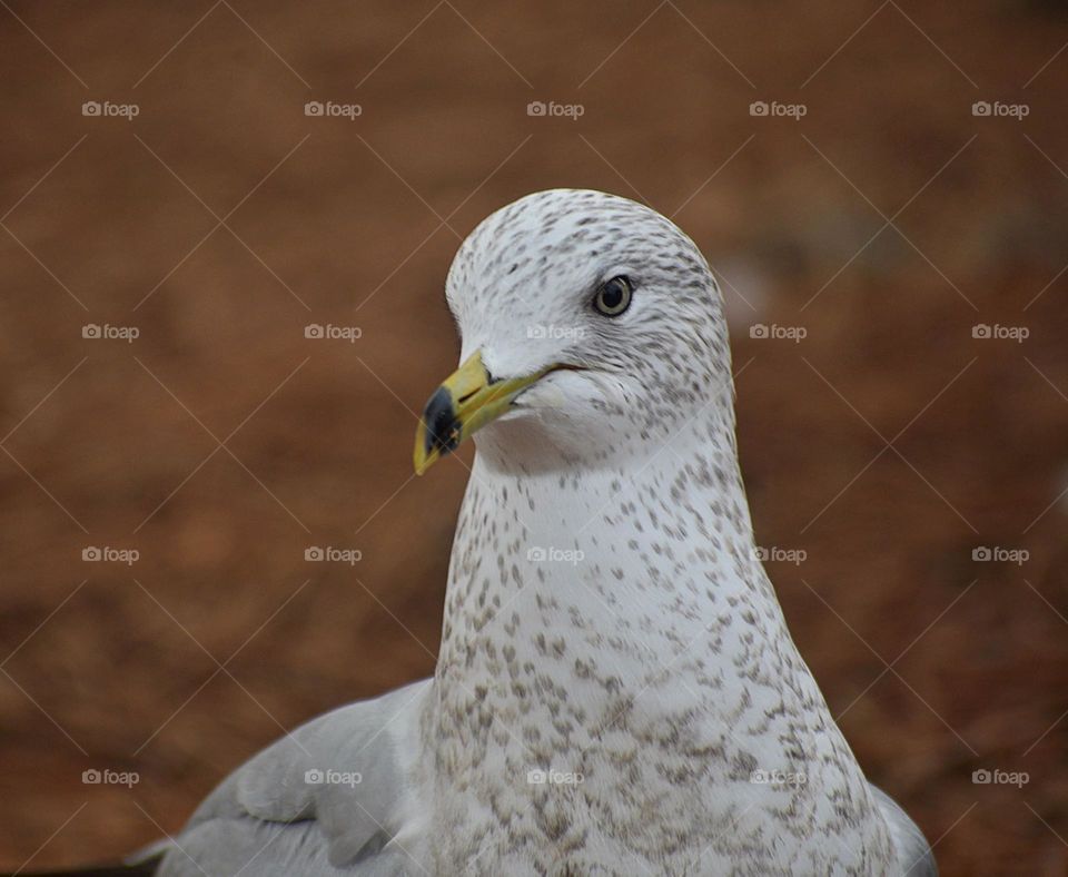Attentive Seagull 