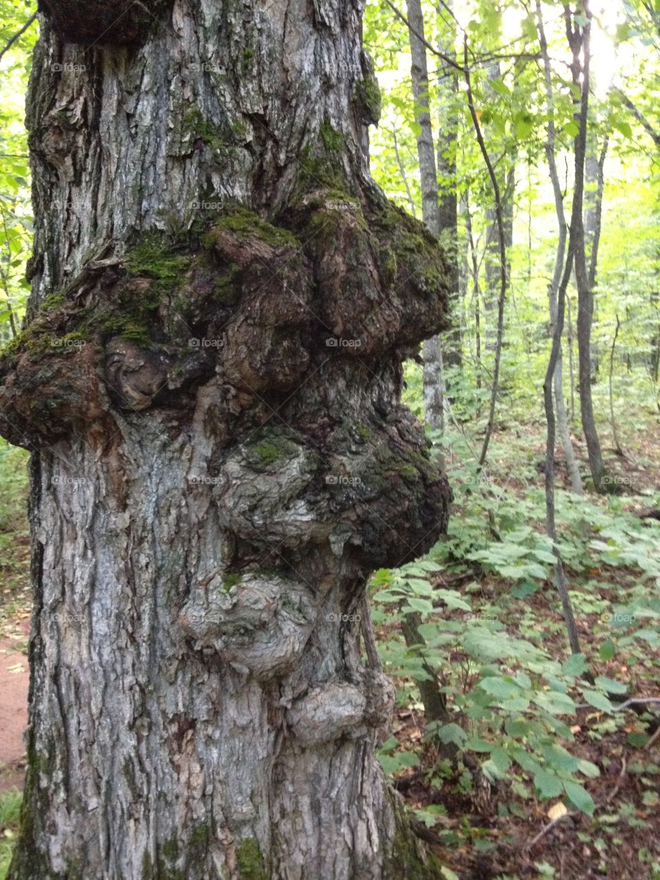 Knobby tree. Knobby tree looks like face 