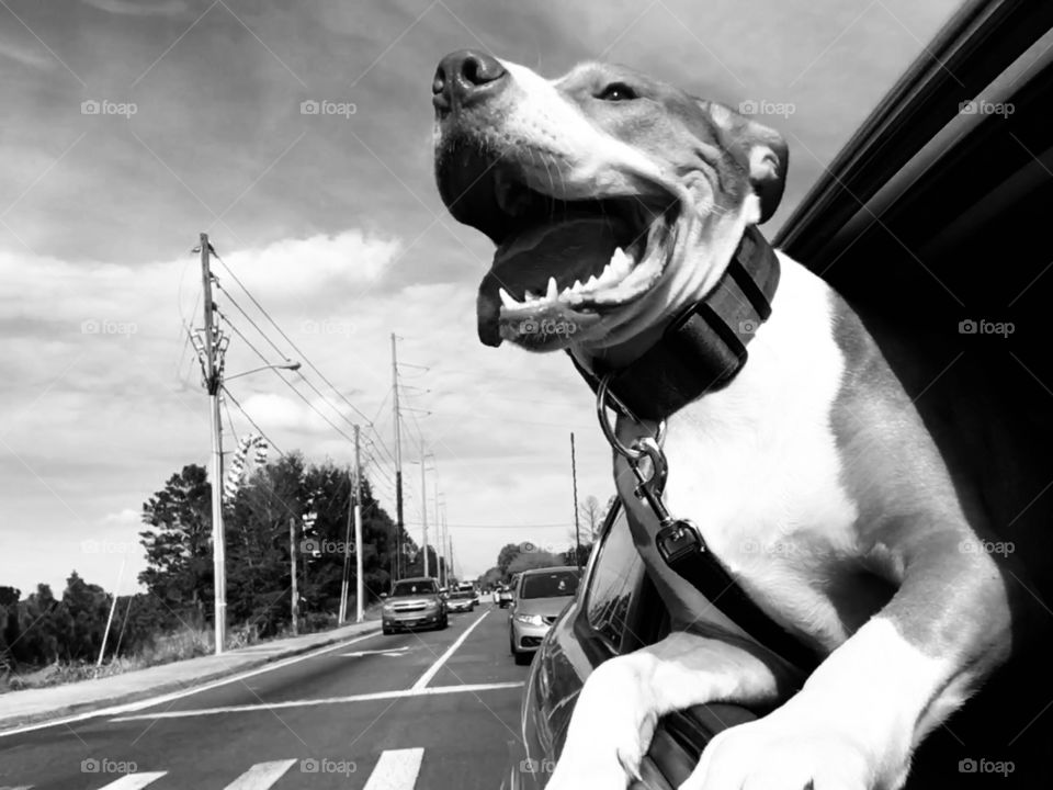 One happy rescue dog on a car ride in black and white.