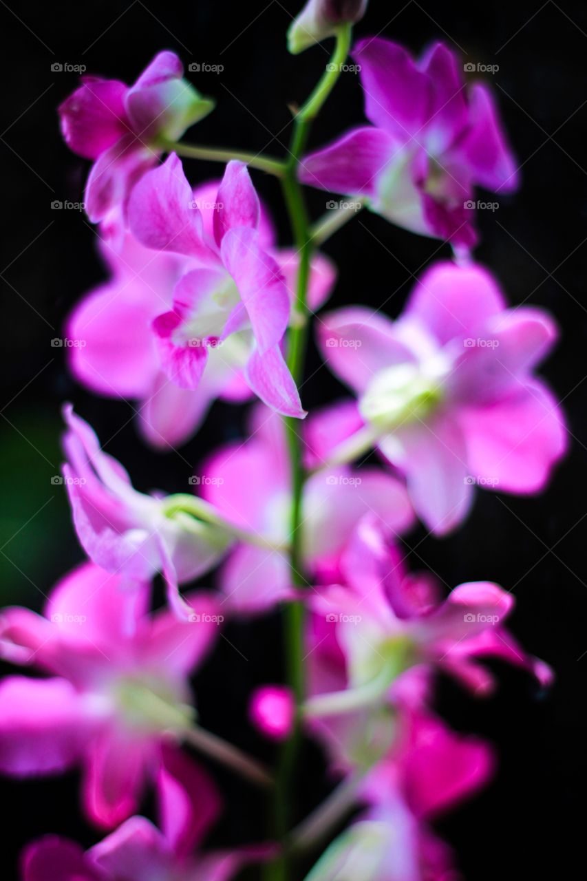 Colourful orchids 