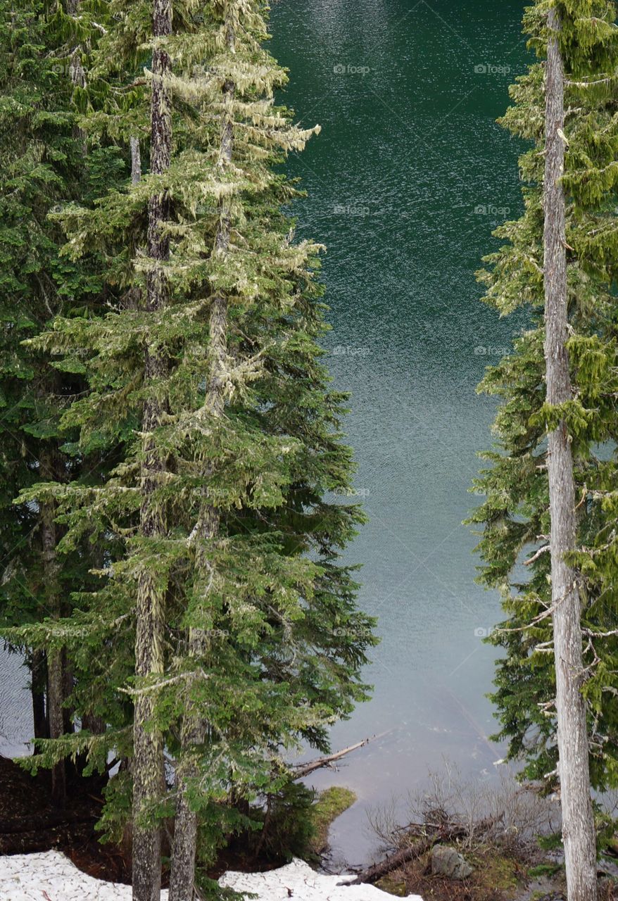 Tall trees and lake at Mount Rainier, Washington